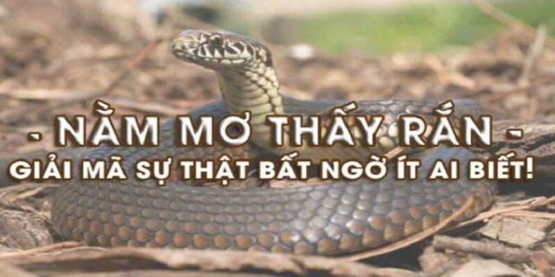 Lý do vì sao bạn lại nằm mơ thấy rắn